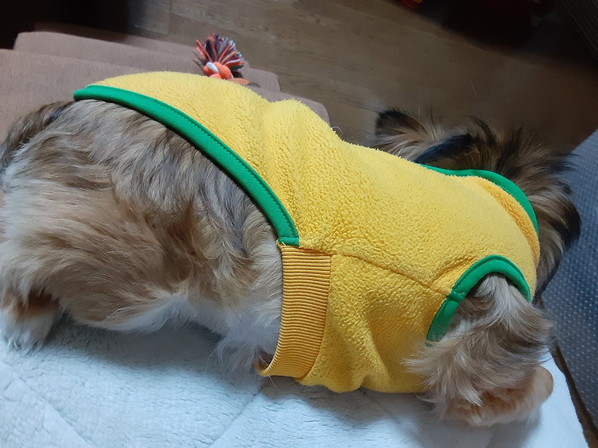 パピチワのぱぴ おはようございます むっちりボディーなので フードをダイエット用に変えました 原因はどちらかといえば運動不足 散歩嫌い ですが 犬好きさんと繋がりたい いぬ パピヨン チワワ ダイエット パピチワのぱぴ おはようございます むっちりボディーなので フードをダイエット用に変えました 原因はどちらかといえば運動不足 散歩嫌い ですが 犬好きさんと繋がりたい いぬ パピヨン チワワ ダイエット