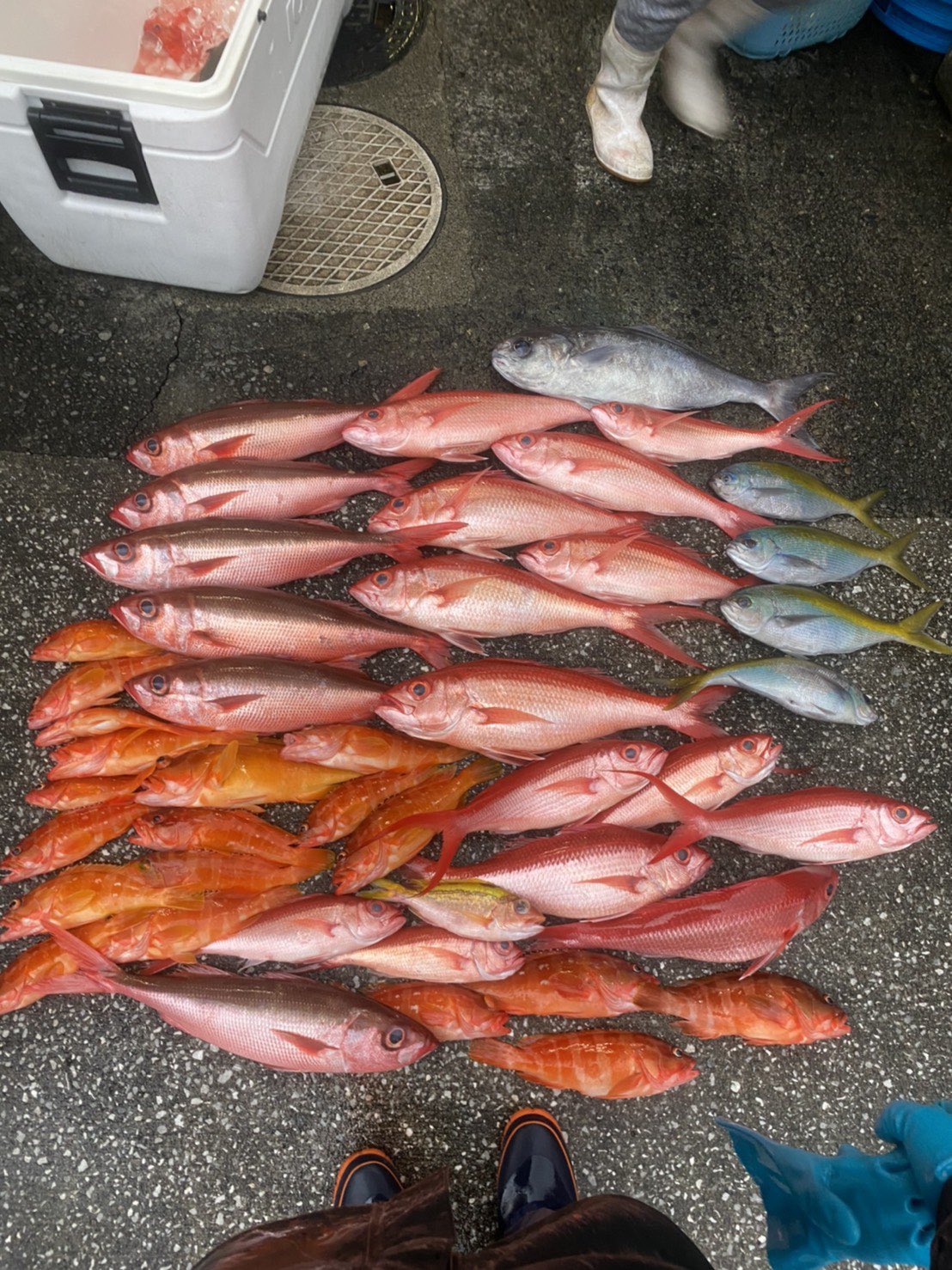 仙川釣よし 本日 八丈島よりオナガダイやチビキ アカハタ等の釣り魚がお店に入荷いたしました 先日の鯵と一緒に準備ができ次第 お店に出していきます 天気の良い日曜の夜はぜひ釣よしで ご来店お待ちしております 釣よし 三鷹 新川 居酒屋