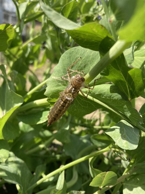 ヤゴのtwitterイラスト検索結果 古い順