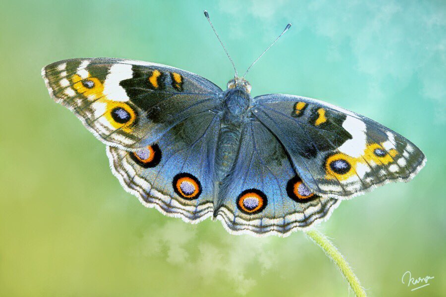kasetia21's tweet photo. The Butterfly... https://t.co/9U6q6EmOZZ