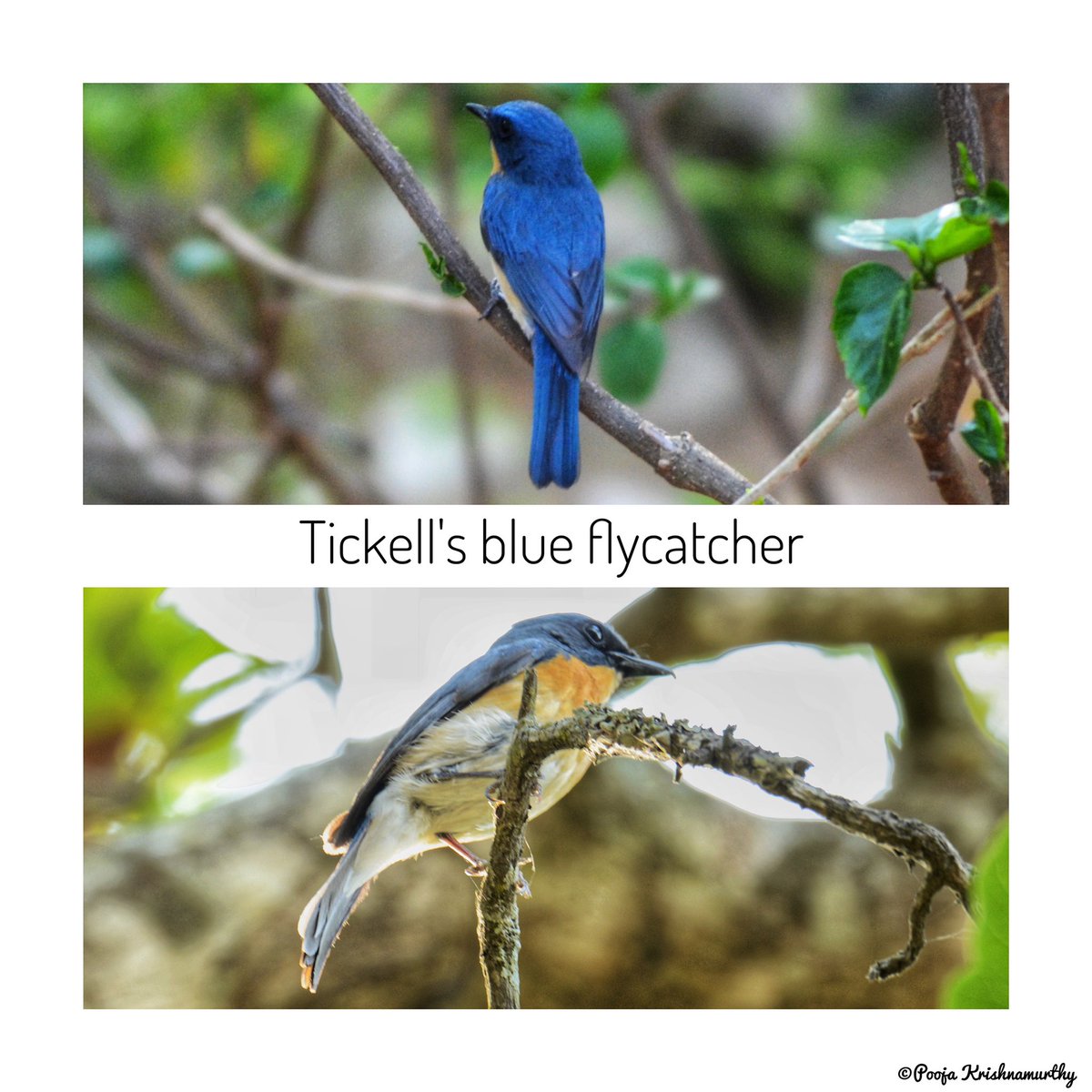 Beautifully Blue 💙

#blue #colourful  #nature #birds #birdsofinstagram #birdsofindia #southindia #birding #traveller #travelgram #traveltoexplore #explore #followers #cornelllabofornithology #wildlife #wildlifephotography #ornitology #wildlifeconservation #happiness