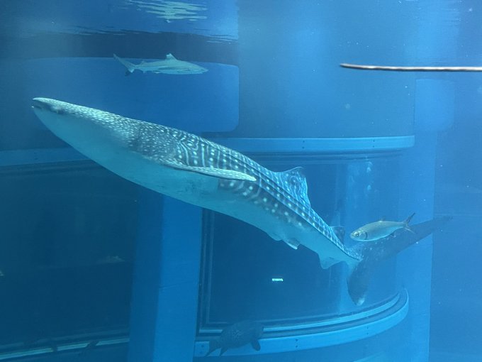 ジンベイザメのtwitterイラスト検索結果