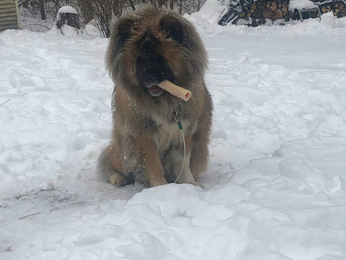 WKing7133's tweet photo. #BuschCTOcontest My name is Keiko! I’m a long haired Akita! I enjoy long walks in the woods, followed by an iced cold beer, and the occasional Hyde cigar. I love when it’s cold outside, I’d hang out there all day! I’m the king of these woods! Vote Keiko for #BuschCTOcontest https://t.co/8UX7yjdVGR