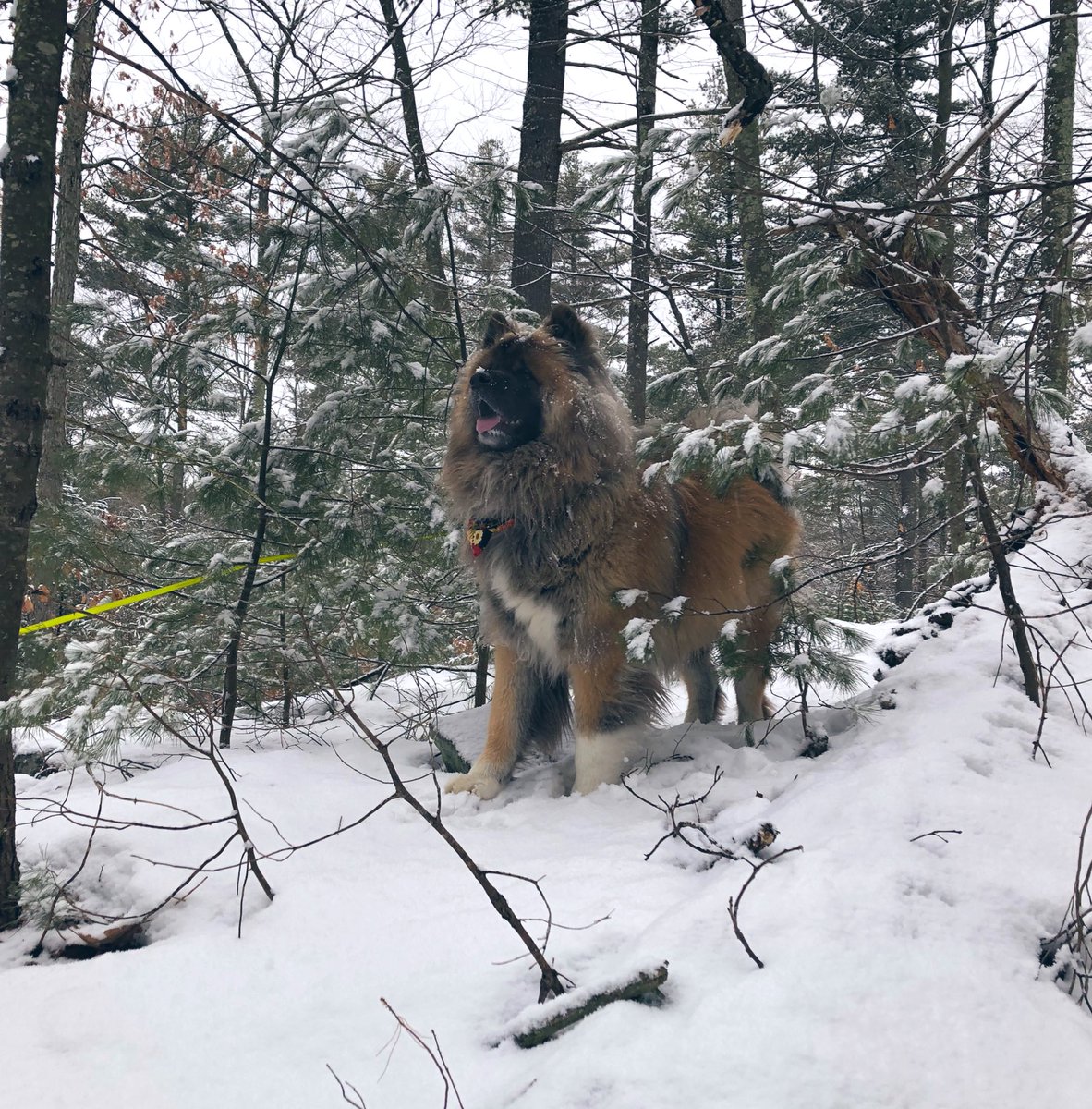 WKing7133's tweet photo. #BuschCTOcontest My name is Keiko! I’m a long haired Akita! I enjoy long walks in the woods, followed by an iced cold beer, and the occasional Hyde cigar. I love when it’s cold outside, I’d hang out there all day! I’m the king of these woods! Vote Keiko for #BuschCTOcontest https://t.co/8UX7yjdVGR