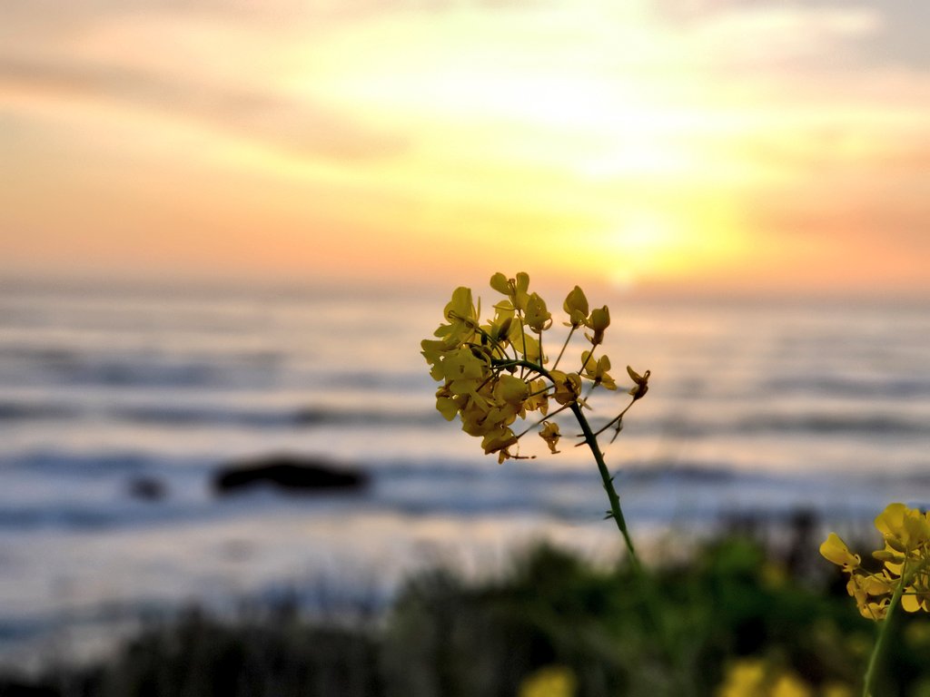 tinyocean_rving's tweet photo. Great drive along #lakes and #rivers today. We made it to #AbalonePoint which was closed. Luckily we got a cliff front spot at #Westport Union Landing #StateBeach! After paying the registration fee we made fire, watched the sunset, ate dinner, &amp; #smores! 🥰 #RVTrip15 #RV #RVingUS https://t.co/VOZnOEeynP