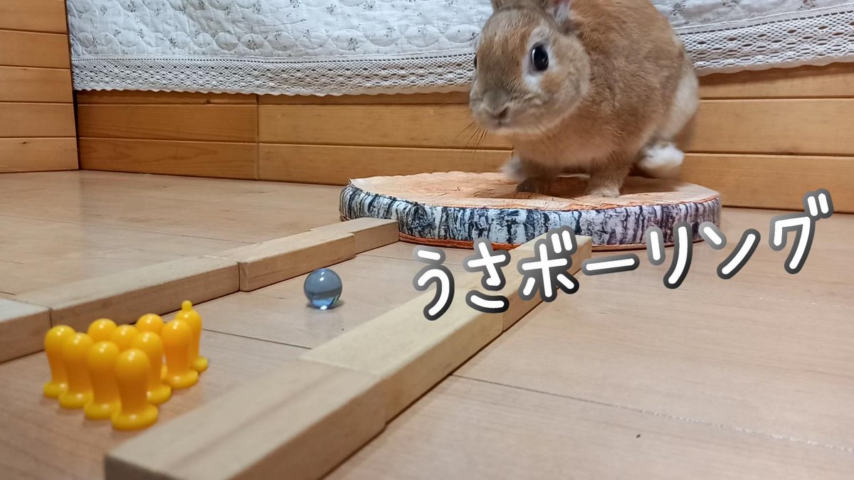 うさぎカフェ V Twitter うさボーリングで遊んでみた 動画はこちらです T Co Maqqcxpr2g うさぎ うさぎカフェ うさぎさん うさぎ好き うさぎ部 ネザーランドドワーフ 立ち耳 Rabbit Bunny 男の子 かわいい うさボーリング T Co 4obqmxc6bn