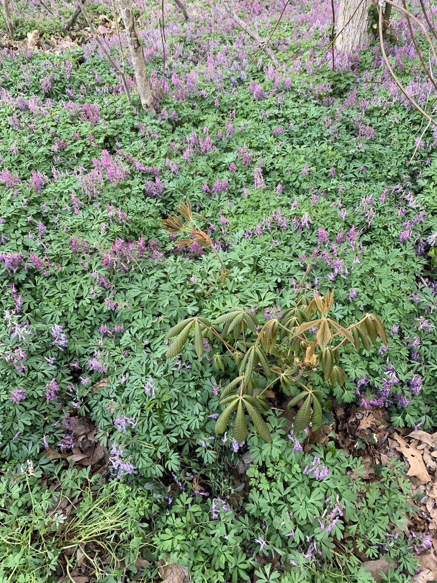 allibesh's tweet photo. Hello to you all and hello to spring https://t.co/fwfwi1QGHi