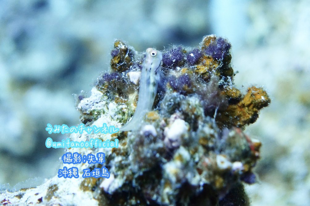 まりんちゃん うみたの 岩やサンゴの上にちょこんと乗っているよ かわいいね 別名スマイリーブレニーと呼ばれているよ 正面から見るとニッコリ笑っているように見えるんだ イシガキカエルウオ 石垣島ダイビング スキューバ カエルウオ 水中写真