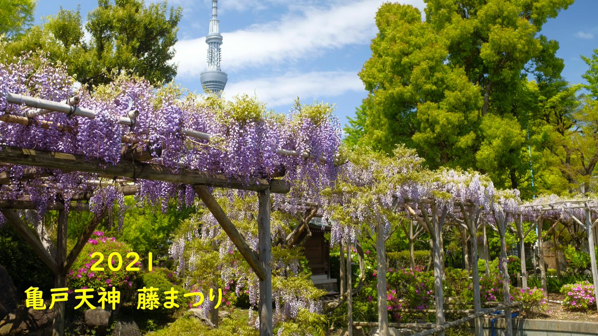 Masaru Nonoshita 亀戸天神社 藤まつり 21 Fujifilm X100f T Co Cqtw1hvkcg Youtubeより 藤まつり 亀戸天神 X100f 観光地 映像制作 Masaru Nonoshita 亀戸天神社 藤まつり 21 Fujifilm X100f T Co Cqtw1hvkcg Youtubeより 藤まつり 亀戸天神 X100f 観光地 映像制作