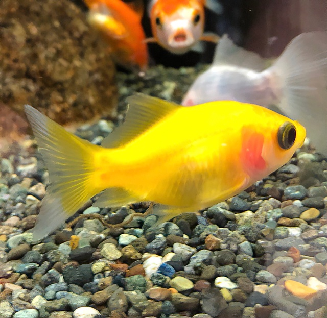 アクアペットジョイ所沢店 黄金色の金魚 玉黄金錦 体高があり丸みを帯びていますが 泳ぎは上手で 金運上がりそうな珍しい 金魚です 頬が赤くてかわいいっ 是非 飼育してみて下さい 水草販売 ベタ販売 金魚販売 熱帯魚販売 ペットショップ