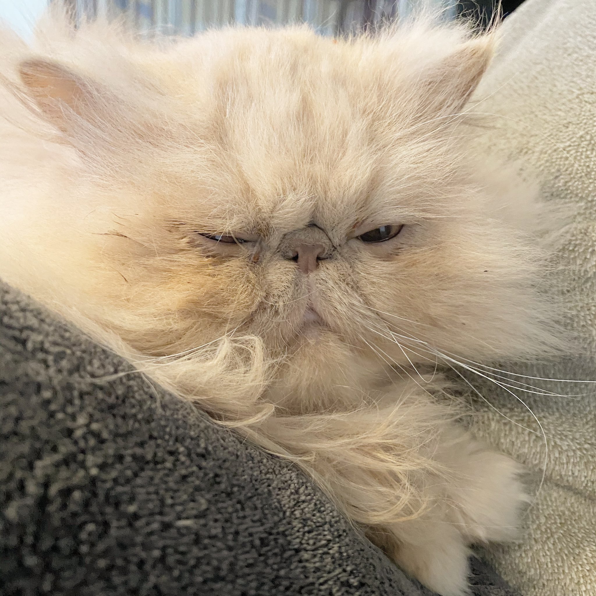 Tasotaso ふわふわ おにぎり と申します 日々の生活も癒してくれる顔してる ブスだけど ペルシャ猫 ブサイク ぺちゃ鼻 ネコ 猫 キャット Cat モフモフ フワモコ部 ネコチャン Catlover 猫好きさんと繫がりたい Untitled フリーランス 制作 Tasotaso ふわふわ おにぎり と申します 日々の生活も癒してくれる顔してる ブスだけど ペルシャ猫 ブサイク ぺちゃ鼻 ネコ 猫 キャット Cat モフモフ フワモコ部 ネコチャン Catlover 猫好きさんと繫がりたい Untitled フリーランス 制作