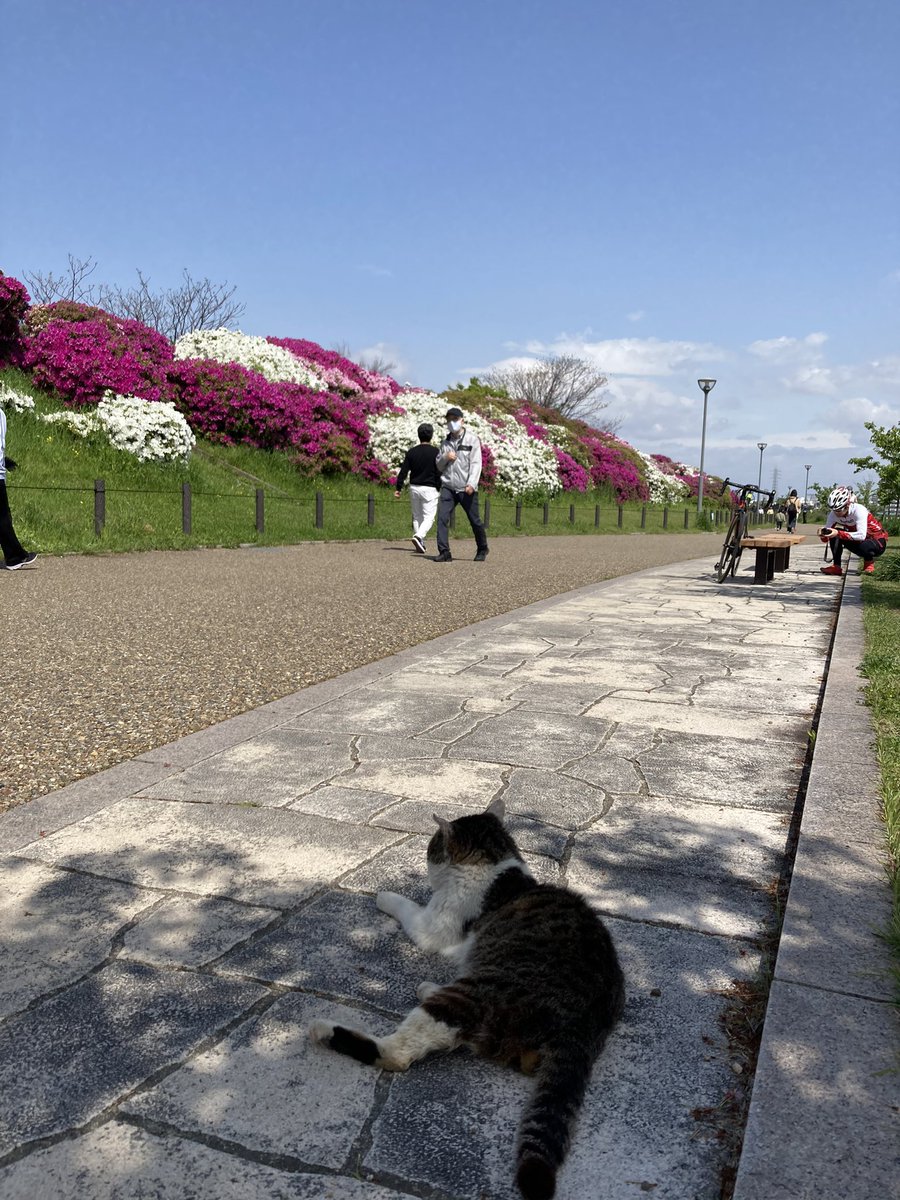 浅香山つつじまつり 浅香山つつじまつり