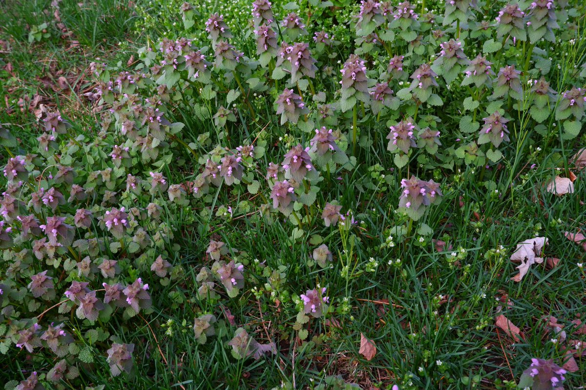Quite a crop of purple deadnettle this year. 🌱