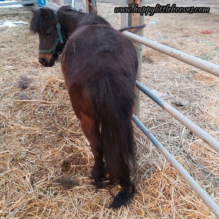 HoovesHappy's tweet photo. Grooming Missy tonight. She has the longest tail I've seen! #happylittlehooves #missythepony #ponyhour #minihorse #minihorses #horses #ponies #grooming #thattail https://t.co/NeiLILU6eu