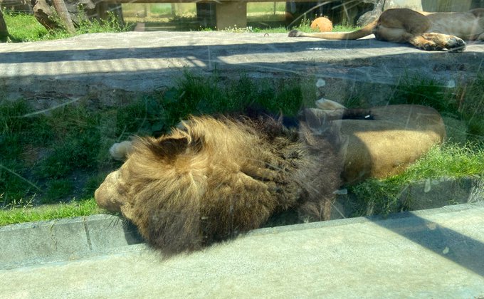 今日は東武動物公園でBEASTARSのお話をします！天気もよくて最高です！よろしくお願いしますー！🐺#BEASTARS 