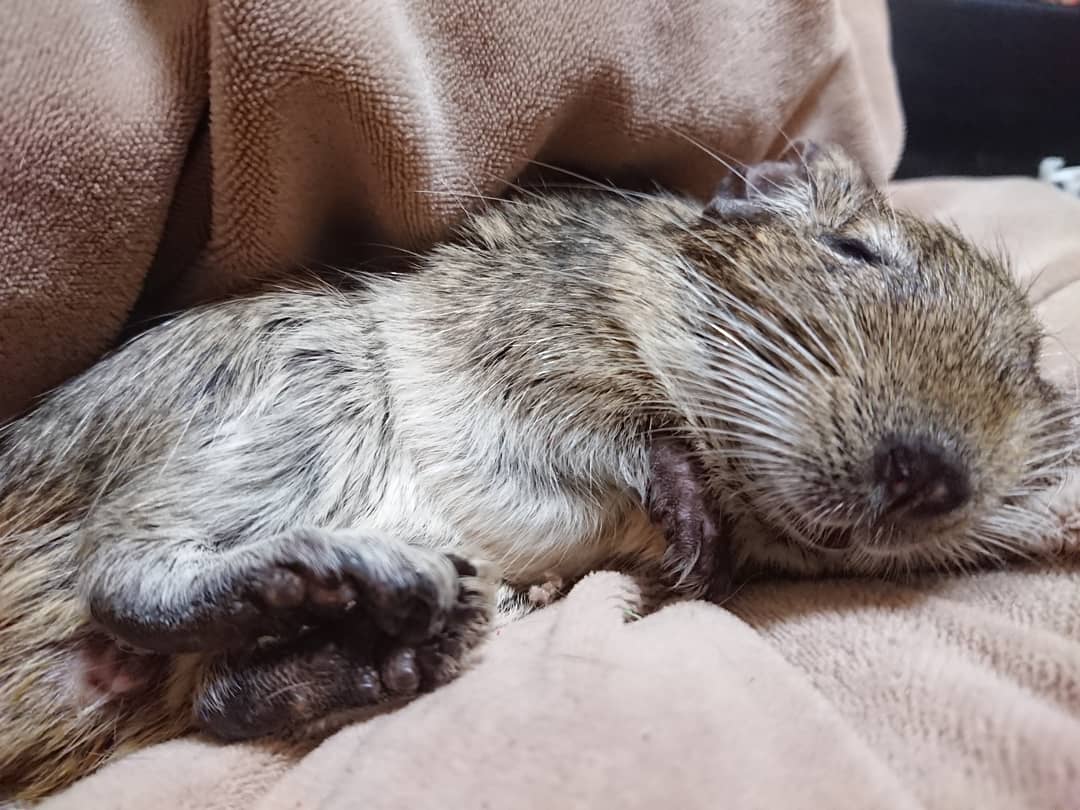 デグーと暮らすライフスタイル Toru Degu Lifeis Twitter
