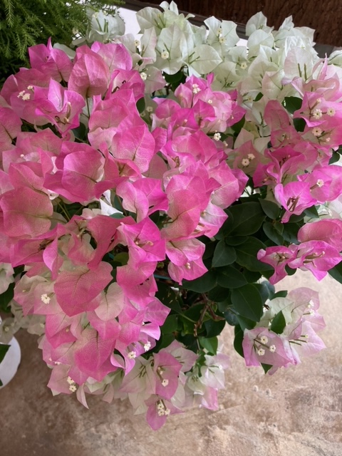 フラワーショップ蘭らん 蘭らんでは ブーゲンビレアの販売も行っております 鮮やかなピンクと淡いピンクがございます 気になる方はぜひお越しください 本日も17時30分までの営業です ﾌﾞｰｹﾞﾝﾋﾞﾚｱ 本部町 沖縄県 Tlを花でいっぱいにしよう
