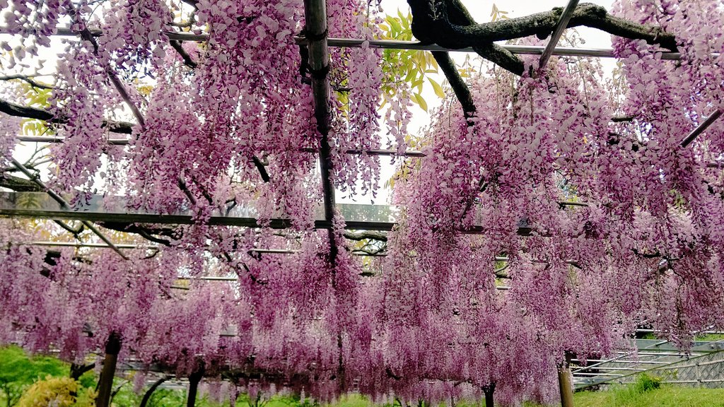 あきら 山鹿へ藤の花見へ 八女の黒木の大藤程ではなかったけど 鶯の鳴き声を聴きながらの散策は疲れた身体と心に安らぎをくれました 花 藤 藤まつり