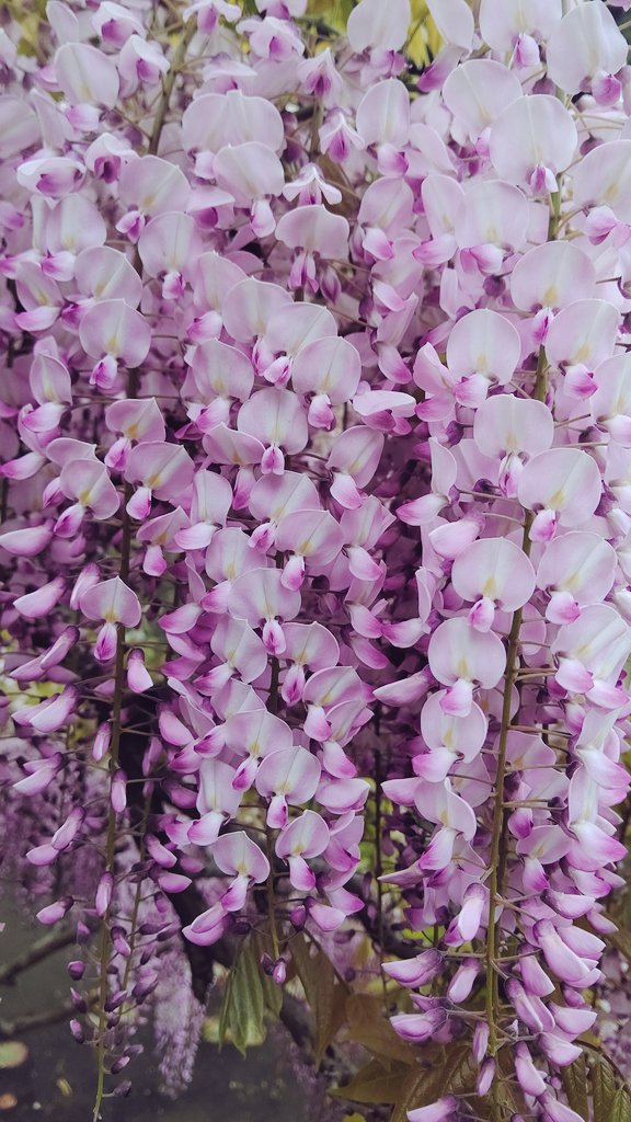 あきら 山鹿へ藤の花見へ 八女の黒木の大藤程ではなかったけど 鶯の鳴き声を聴きながらの散策は疲れた身体と心に安らぎをくれました 花 藤 藤まつり