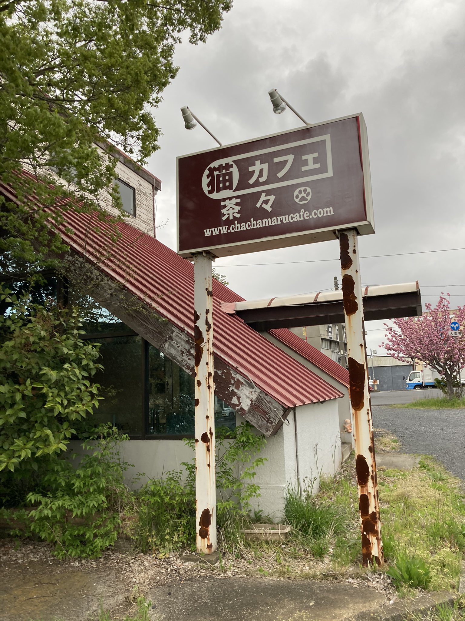 Flumpool 小倉誠司 今日は茨城ライブ 水戸は２年ぶり 今回行って来たのは水戸市の桜川沿いにある猫カフェ 茶々丸 さん カフェスペースと猫部屋と分かれているけど カフェスペースにもニャンズがいます そして今日で10周年を迎えるとの事で