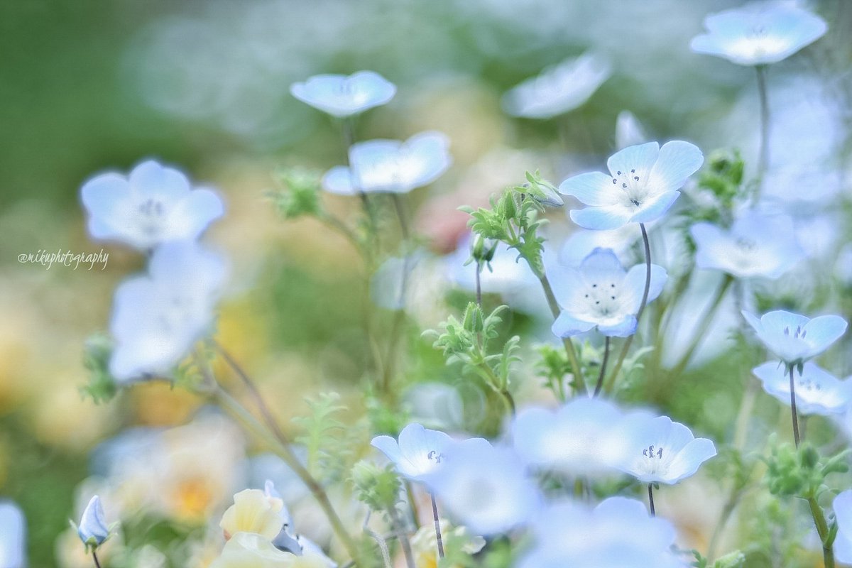 mikup14's tweet image. 藤とか...早過ぎるw💧

毎年、GWに撮るのが
楽しみな花なのに...

この調子だと
GW中に撮るモノに
困るじゃないかぁぁぁ~😩💧

#spring2012
#Flowers 
#Nikon
#ファインダー越しの私の世界ᅠ 
#花撮り人