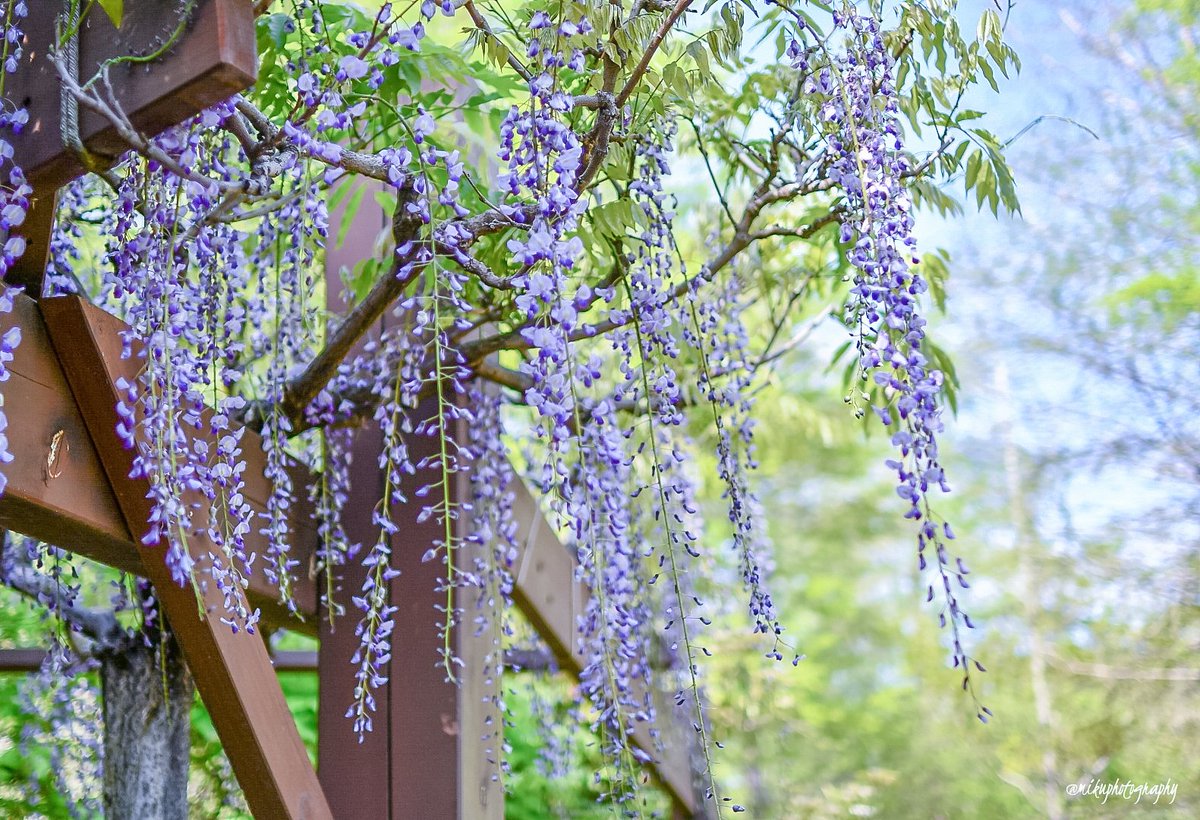 mikup14's tweet image. 藤とか...早過ぎるw💧

毎年、GWに撮るのが
楽しみな花なのに...

この調子だと
GW中に撮るモノに
困るじゃないかぁぁぁ~😩💧

#spring2012
#Flowers 
#Nikon
#ファインダー越しの私の世界ᅠ 
#花撮り人