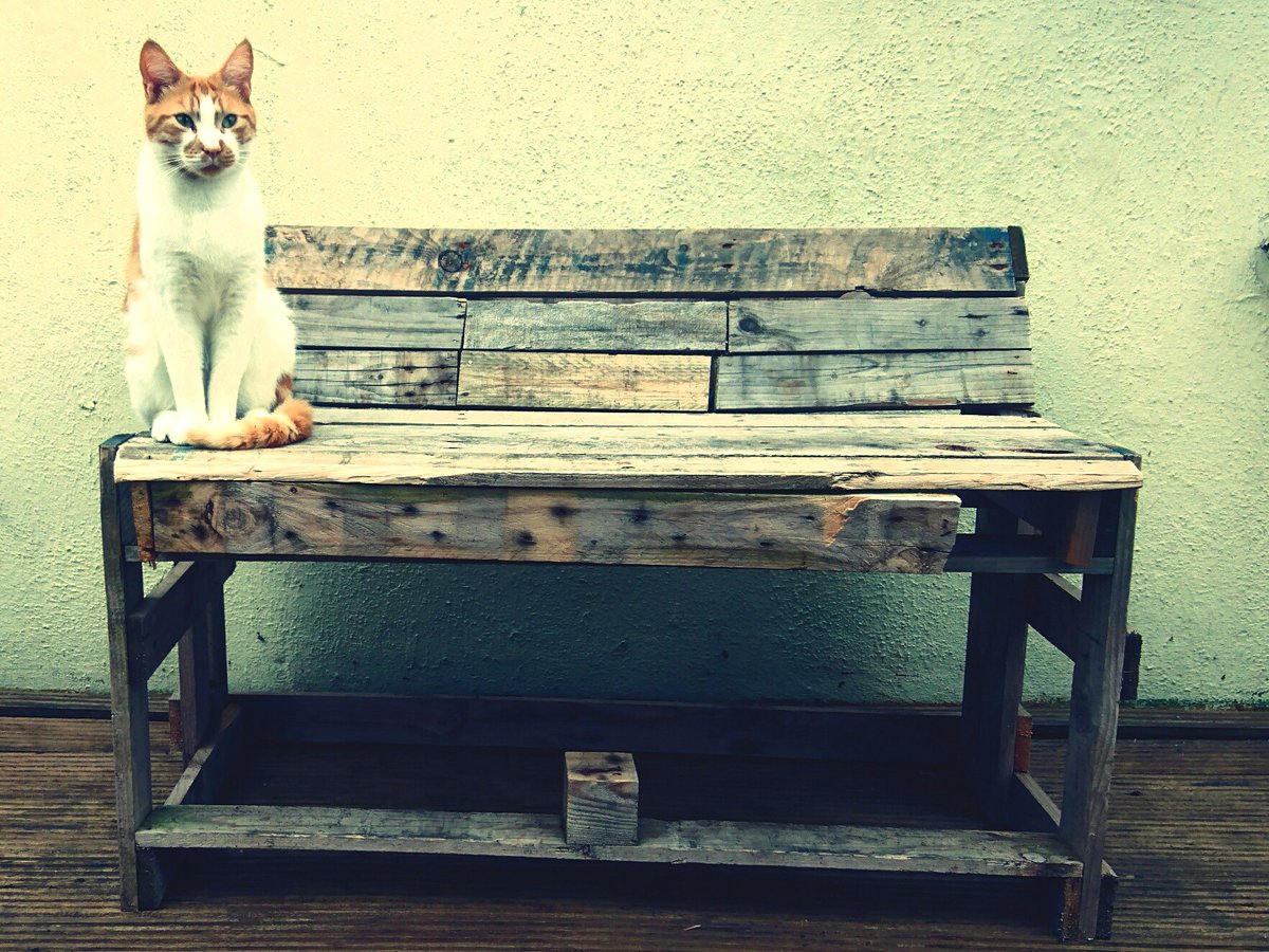 My cat and the bench I made from a pallet! #recycling #alwayscreating #passion #lifeskills #flatsquirrel #notjustbmx #CatsOfTwitter #CatsOnTwitter #idonthaveacluecollection #nftphotography #nftcommunity #nftcollector #NFTmarketplace #jogi #cats