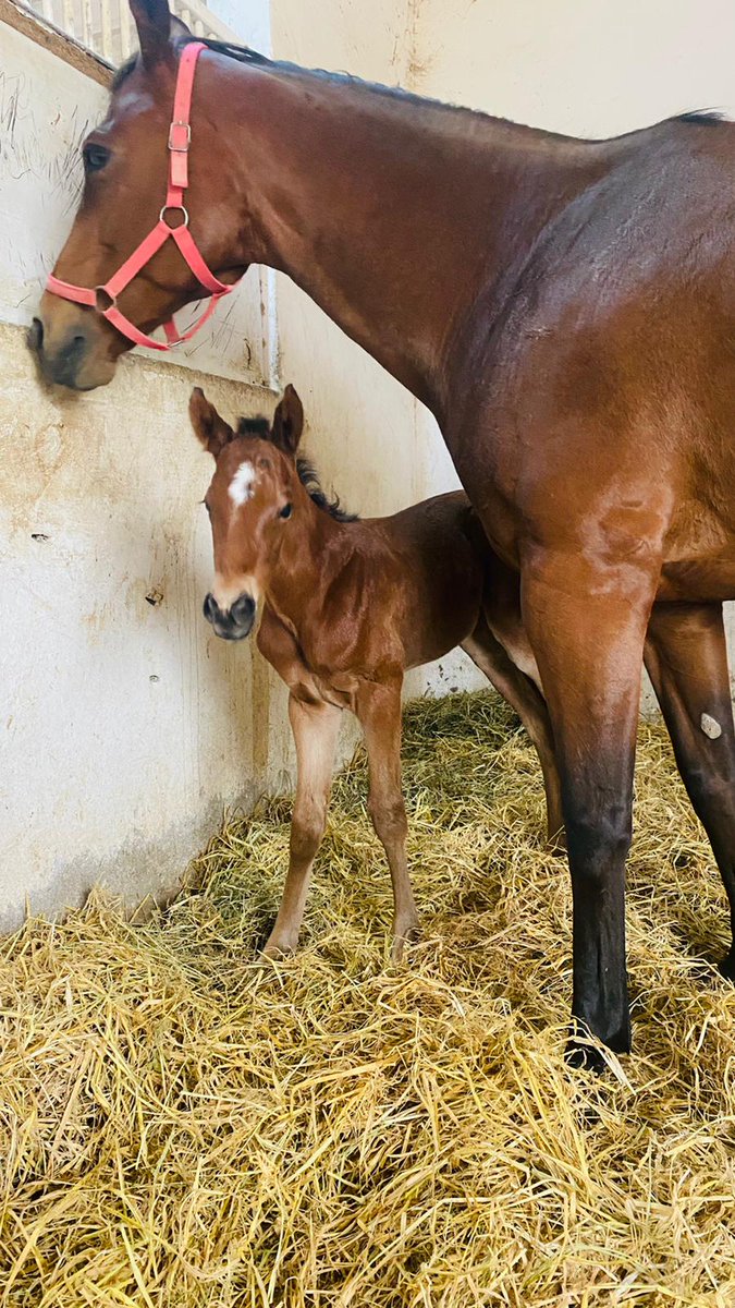 PACO BOY - ABİDE TEYZE 2021 Tayı erkek olarak dünyaya geldi. Faruk ATEŞ Bey'i ve İlgililerini <a href="/kedisibirmarka/">Nüsret Çelik 🐎❤️</a> kutlar, başarılı bir yarış yaşamı dileriz.