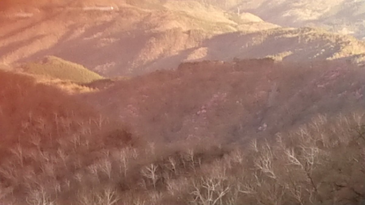 赤城山 青木別館 アカヤシオ つつじ科 本日 17 00 撮影 赤城山鳥居峠から見下ろすとピンク色のアカヤシオが咲いていました 今年は花の付きが良いとか 山頂は大型連休から見頃かな 赤城山 鳥居峠 アカヤシオ 大型連休