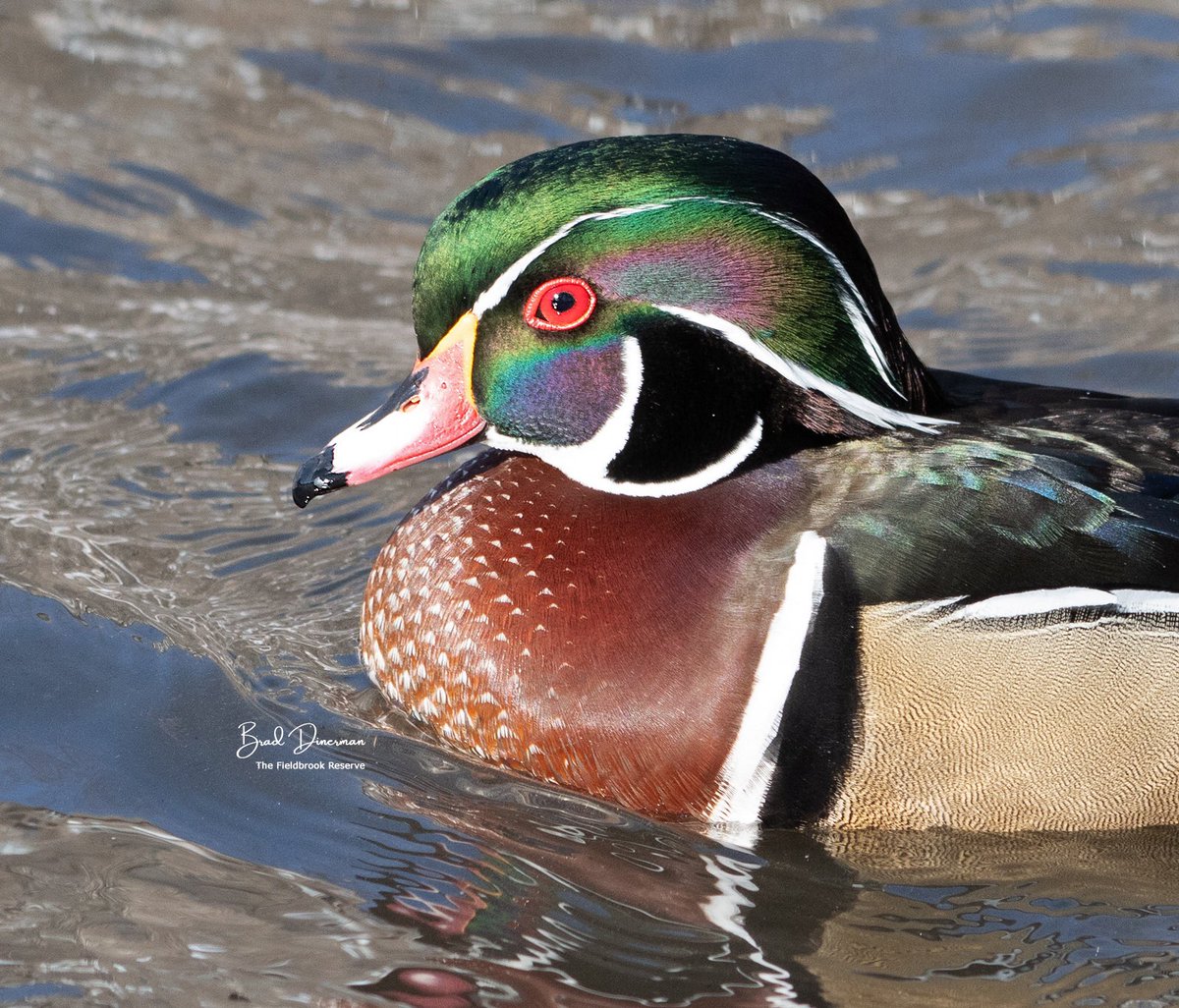 “Which color should I be today?”  A handsome wood duck wonderfully iridescent in the morning sun. #birding #birdsofinstagram #wildlife <a href="/ABA/">Amer. Birding Assoc.</a> #bird