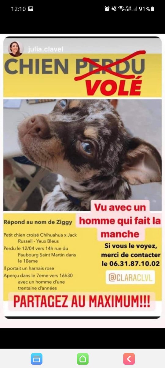 #chienvole #chihuahua #vole #AlerteEnlevement