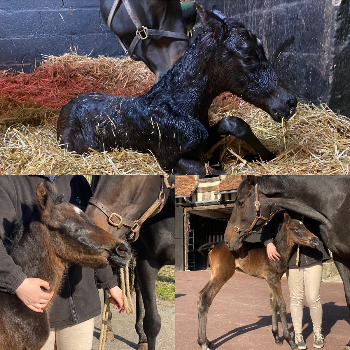 💙❤️Here she is, Laterana has delivered her first foal, a Filly by @haraslahetraie Great Pretender. 😍Pure Happiness Congrats @ecuriebryant @davidcottin @kevinnabet @Hippodrome_Pau #GrandprixdePau
