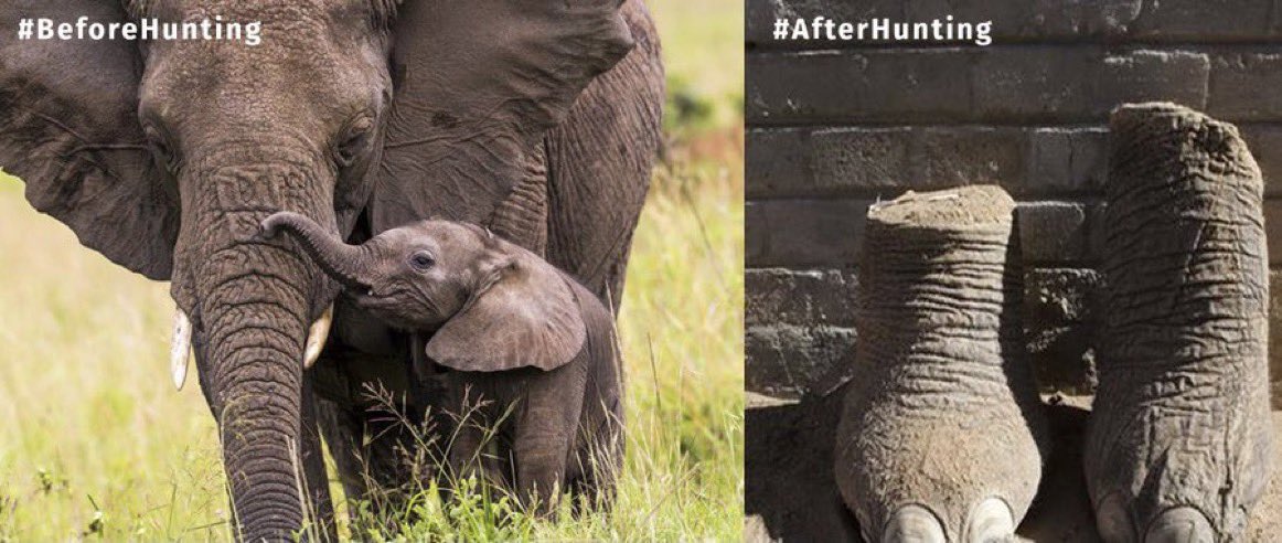 ECOAlphaTango's tweet image. Very nice! Merci pour ce moment de partage Grandiose! 
Les éléphants et la faune sauvage : OUI et VIVANT ! 

La chasse aux Trophées mène à l’extinction des espèces. 
#TrophyHuntingIsNotConservation