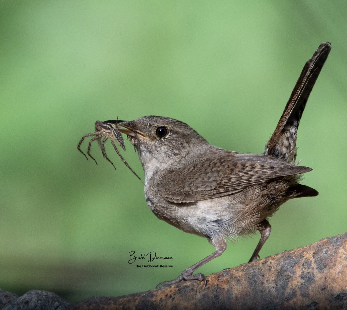 A house wren about to bring a very tasty spider back to the chicks in the nest. Yummm. #birding #birdsofinstagram #wildlife <a href="/ABA/">Amer. Birding Assoc.</a> <a href="/MassAudubon/">Mass Audubon</a>