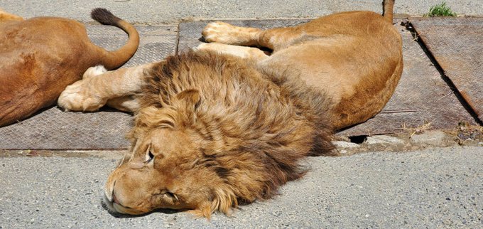 群馬サファリパーク Gunmasafari 21年04月 Twilog