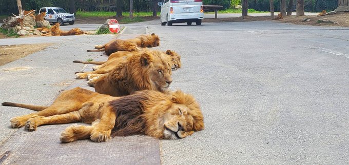 群馬サファリパーク Gunmasafari 21年04月 Twilog