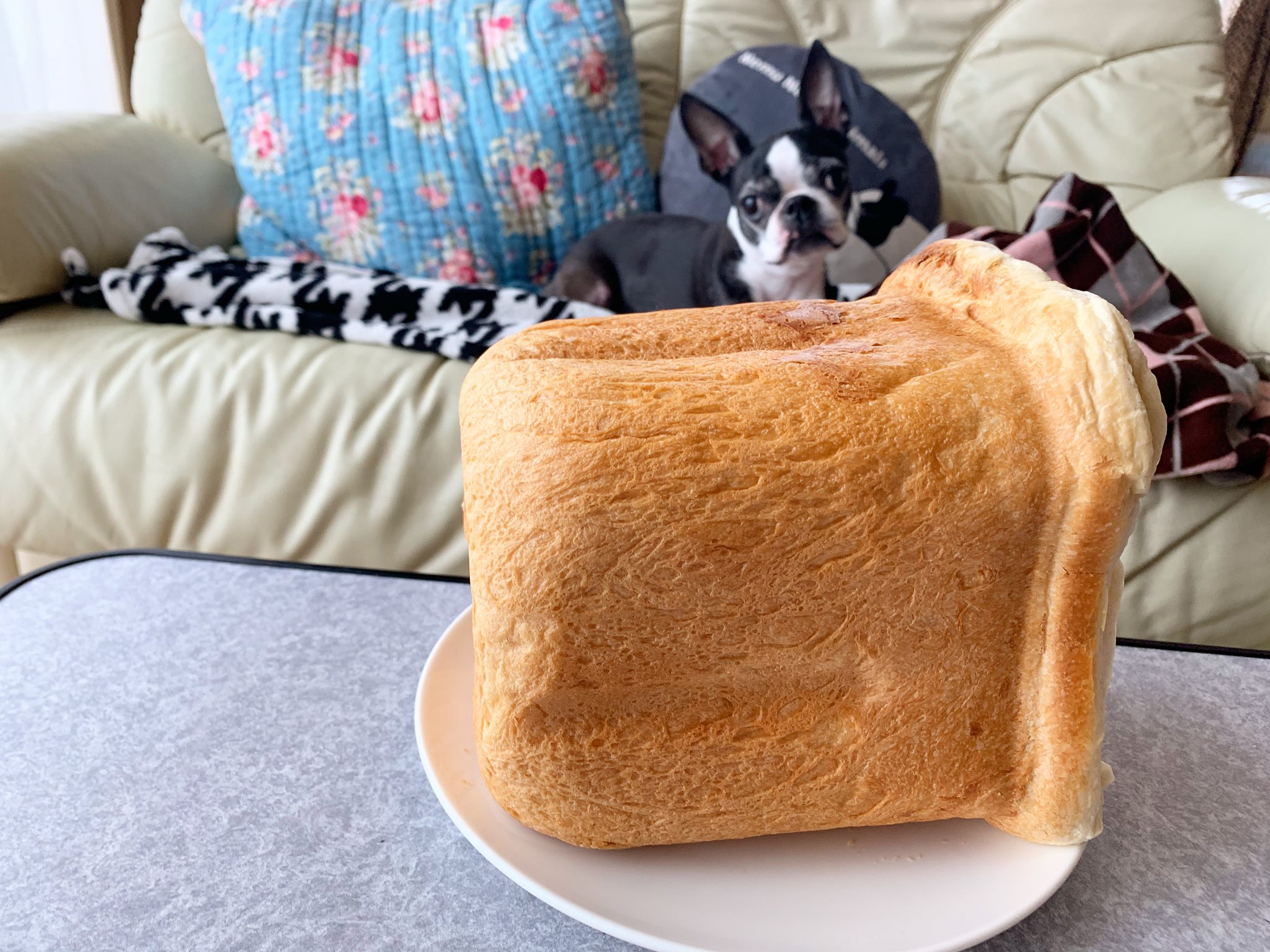 Peachesmile よくばりすぎて ふくらみすぎたリッチパン お味はうまうまーーいッ パパと一気に半分食べちゃった 食パン リッチパン パンがすき ボストンテリア Bostonterrier チェリー チェリたん 愛犬 犬 わんこ