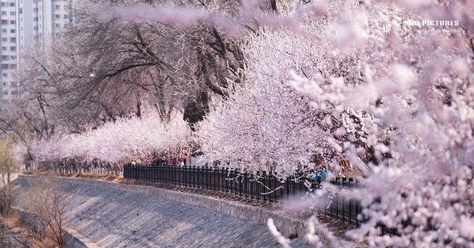 EnjoyTianjin's tweet photo. #Views The Peach Blossom Embankment, which is very popular every spring, is a good place to enjoy flowers and take photos. https://t.co/jxctPKmPpE