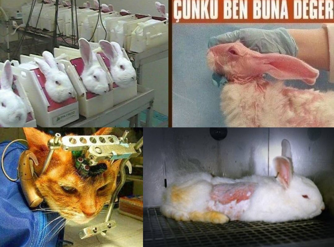 นี่เป็นเพียงส่วนหนึ่งของการนำสัตว์มาทดลองเพื่อทำผลิตภัณฑ์ความงาม บางตัวก็ถูกทำให้พิการ สัตว์ทุกตัวที่ถูกนำมาทดลอง น้องตายอย่างทรมานมาก ๆ เรามาเลิกสนับสนุนผลิตภัณฑ์ที่ใช้สัตว์ในการทดลองกันนะคะ #SaveRalph