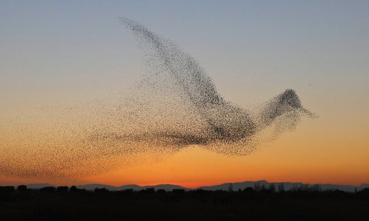 ErikSolheim's tweet photo. This photo is a miracle. ❤️
A pack of birds making a bird in the sky.

Such an incredible photo. Thanks to Daniel Biber. https://t.co/NQXBHOdkUP