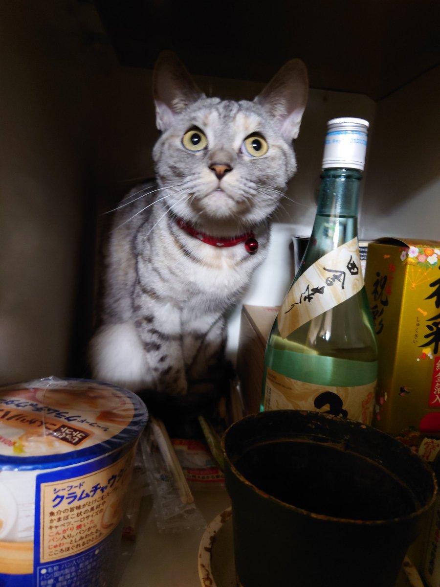 moai85's tweet photo. あ！ヤッベ、見つかった😬

#ネコ #ねこ #猫 #猫のいる暮らし #ねこ部 #ネコ部 #ねこのきもち #猫好きさんと繋がりたい #ねこのいる生活 #ねこ好き #ネコ好き https://t.co/c7z8Vcqgwo https://t.co/PsIZUkMIqB