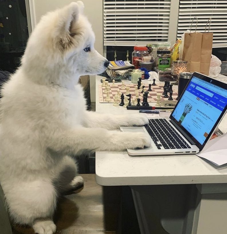 тrіρℓe ʲ ⁺◟✿ อุนยายมิ้วน้อย🐱ˎˊ˗ tweet media