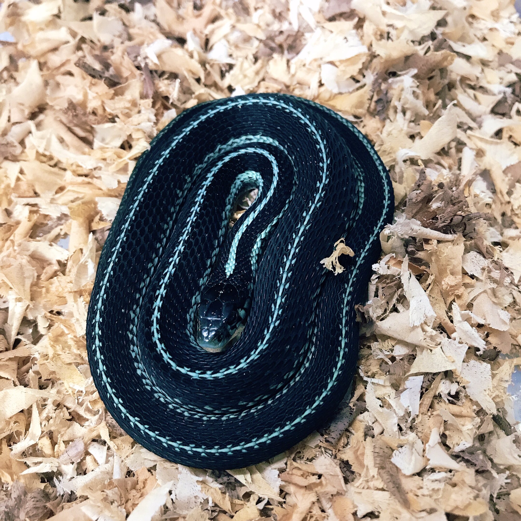 Dekoy デコイ どんどん綺麗になってく ガータースネーク ピッカリングガータースネーク T Co J6ddxuzmo6 Twitter