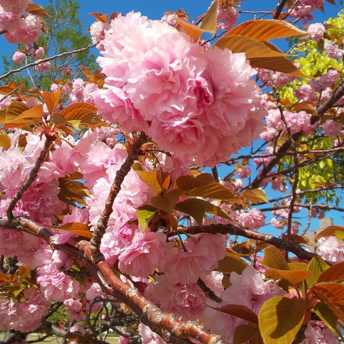 葉桜のtwitterイラスト検索結果