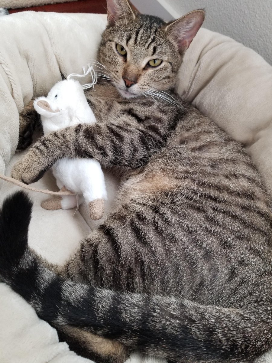 My boy Thor passed away last night in his sleep. He had FIP. I miss him immensely. Here he is with his favorite toy. RIP buddy. https://t.co/Fef9D7igPV https://t.co/X82d3IWC1l
