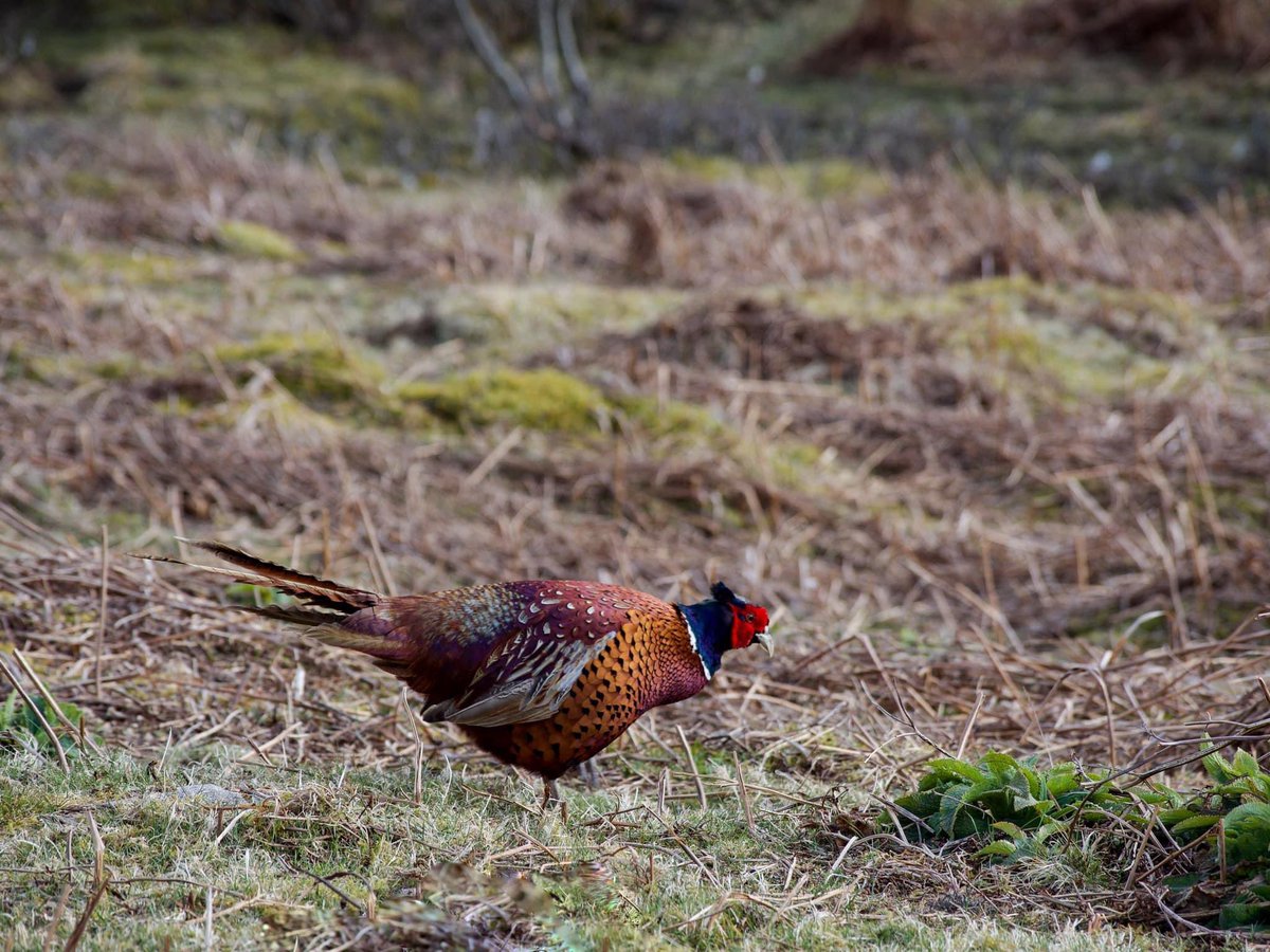 Mediate Kent in Maidstone is aware that the colourful pheasant is not native to the UK and most of those we see are hand rested and released for sport.