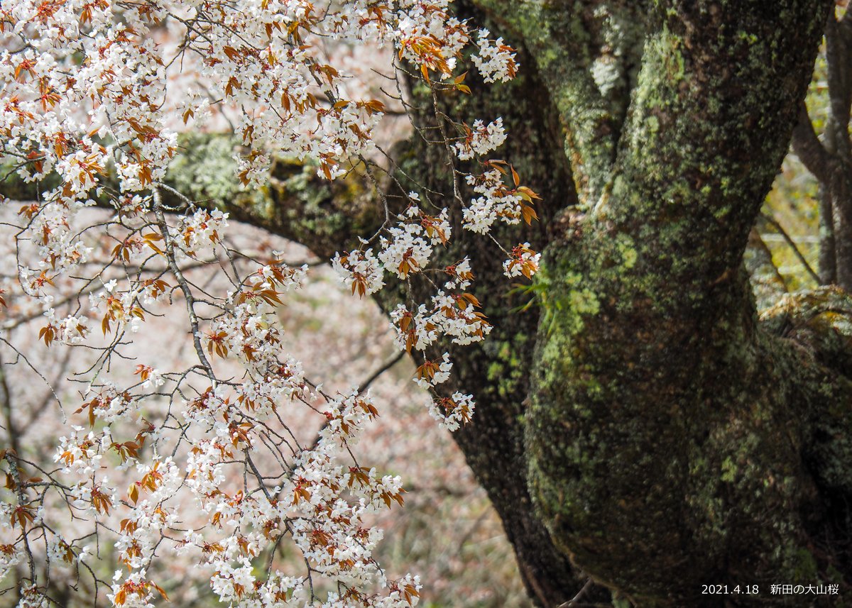 三和町にある新田の大山桜が満開です 昨夜の風雨が心配されましたが 美しく咲き誇っており 周囲のヤマザクラも見頃を迎えています 21 04 18 いわき市総合観光案内所 ぐるっといわき