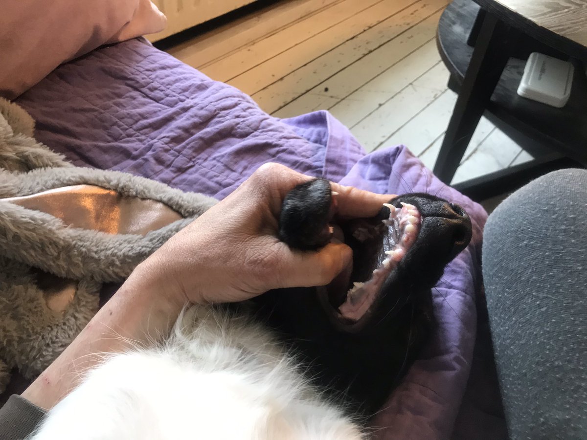 Vallinas's tweet photo. Nå men jeg har så lige erhvervet mig en ufrivillig piercing i øret, fra denne ganske random fuldautomatiske og økologiske piercing maskine.
Når nu der skulle laves hul, ville det have været at foretrække i #lobolus men det blev så i stedet for i mellem #concha og #antihelix 👂🏻🤷🏻♂️ https://t.co/c2tX60rAbv
