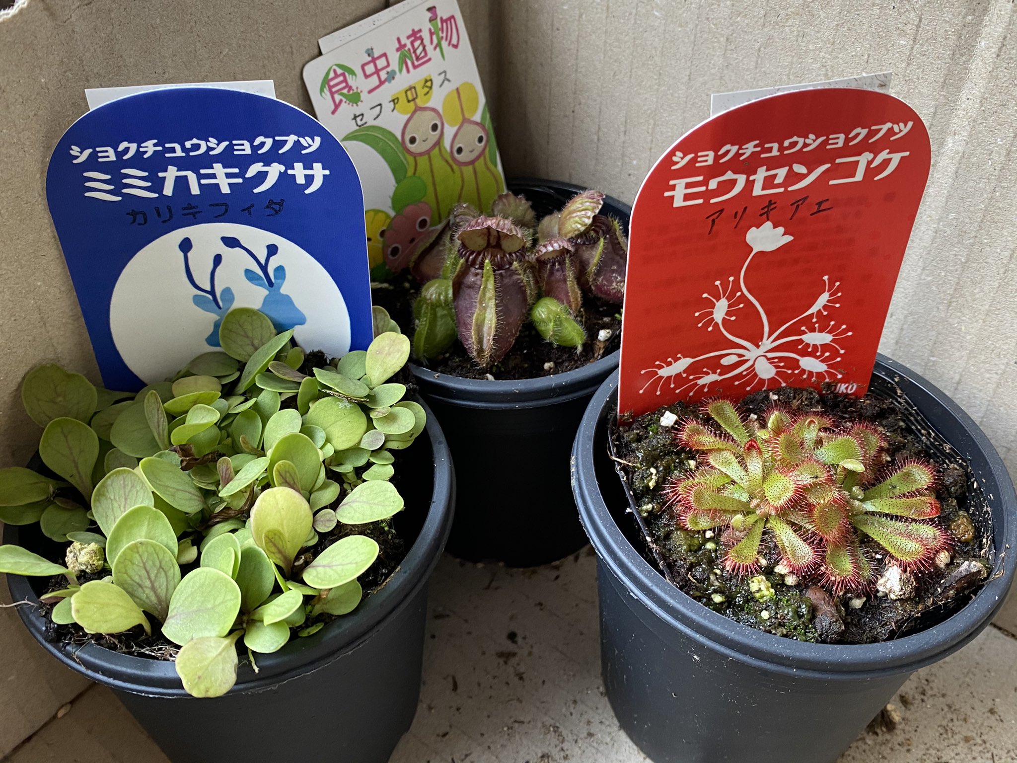 ドロセラ パルダリウム 流木 食虫植物の寄せ植え ミミカキグサ