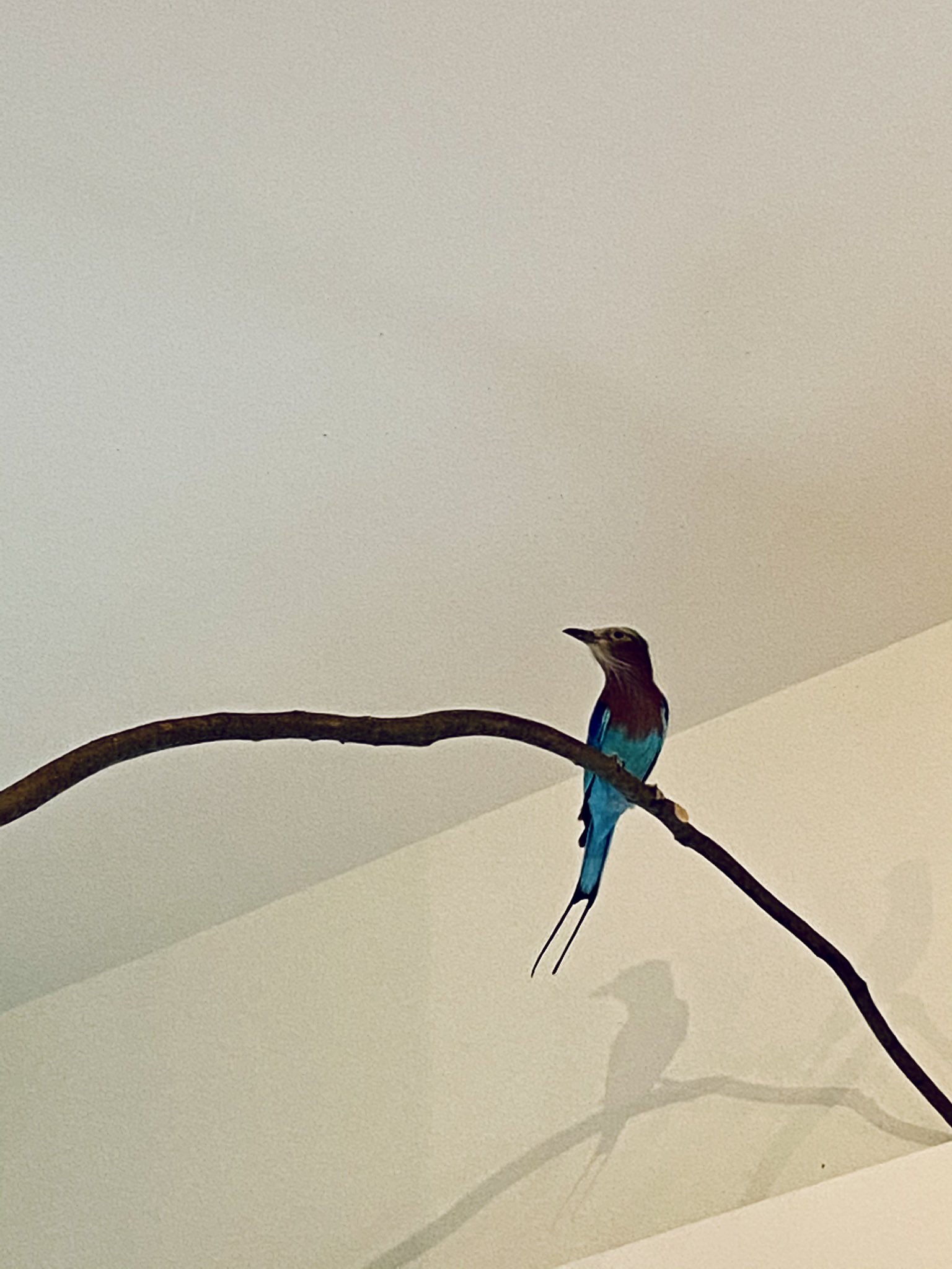 どんぐり サンゲツの壁紙 フクロウ柄がある 鳥柄流行ってるの カタログを床で広げてたら どんぐりが極細に 笑 床見てるんだから 関係ないじゃん 笑笑 サンゲツ ビニルクロス T Co Iegyicr22u Twitter どんぐり サンゲツの壁紙 フクロウ柄がある 鳥柄流行ってるの カタログを床で広げてたら どんぐりが極細に 笑 床見てるんだから 関係ないじゃん 笑笑 サンゲツ ビニルクロス T Co Iegyicr22u Twitter